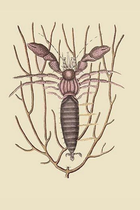 Sea Hermit Crab by Mark Catesby