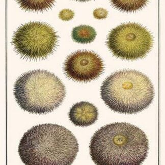 Sea Urchins
