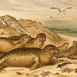 Seals by Friedrich Wilhelm Kuhnert