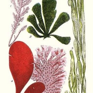 Seaweeds - Common Coralline by James Sowerby