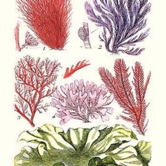 Seaweeds Green Laver by James Sowerby