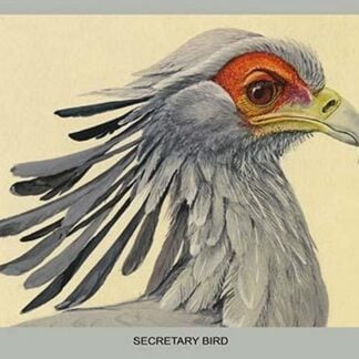 Secretary Bird by Louis Agassiz Fuertes