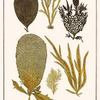 Sedentary Sea Organisms