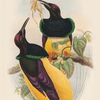 Seleucides Nigricans - Twelve-Wired Bird of Paradise by John Gould