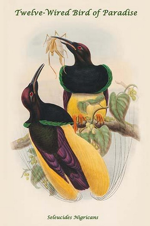 Seleucides Nigricans - Twelve-Wired Bird of Paradise by John Gould