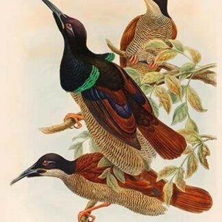 Seleucides Nigricans - Twelve-Wired Bird of Paradise by John Gould