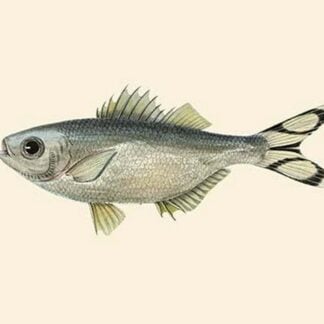 Sepelawah by John Whitchurch Bennett