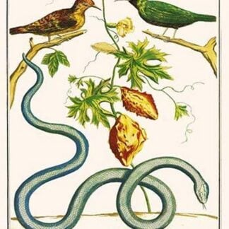 Serpents & Birds by Albertus Seba
