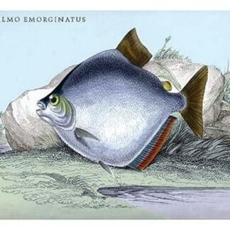 Serrasalmo Emerginatus by Robert H. Schomburgk