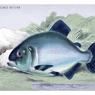 Serrasalmo Niger by Robert H. Schomburgk