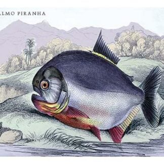 Serrasalmo Piranha by Robert H. Schomburgk