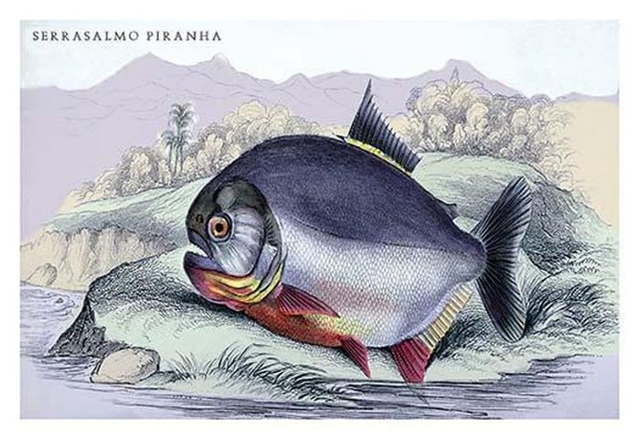 Serrasalmo Piranha by Robert H. Schomburgk