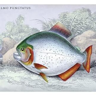 Serrasalmo Punctatus by Robert H. Schomburgk