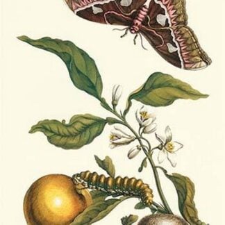Seville Orange with a Golden Rothschild Butterfly by Maria Sibylla Merian