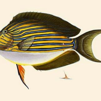 Seweyah by John Whitchurch Bennett