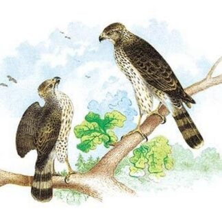 Sharp Skinned Hawk (Pigeon Hawk)