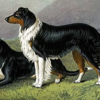 Sheep Dogs by Vero Shaw