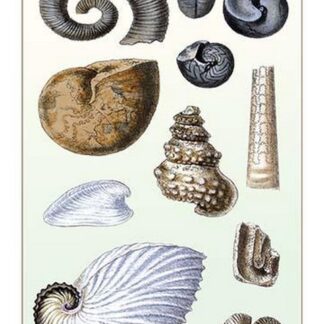 Shells: Ammonacea by G.B. Sowerby