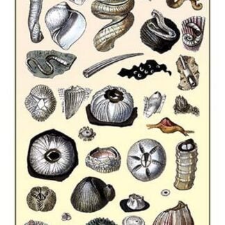 Shells: Annelides and Cirripedes by G.B. Sowerby