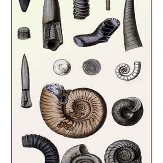 Shells: Cephalopoda by G.B. Sowerby
