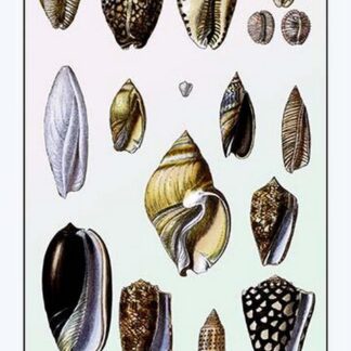 Shells: Convoltae and Orthocerata by G.B. Sowerby