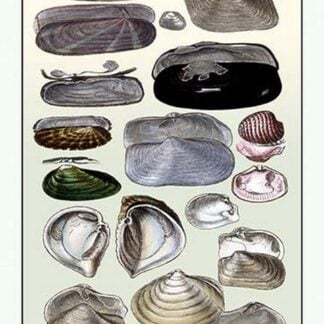 Shells: Dimyaria #2 by G.B. Sowerby