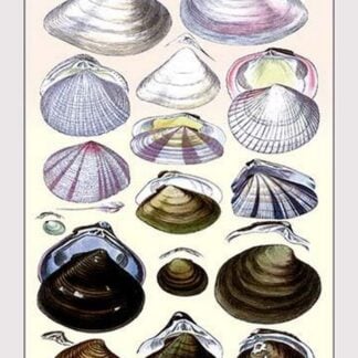 Shells: Dimyaria #3 by G.B. Sowerby