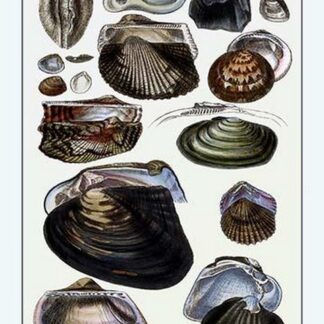 Shells: Dimyaria #4 by G.B. Sowerby