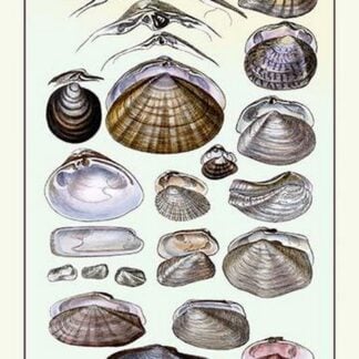 Shells: Dimyaria by G.B. Sowerby