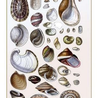 Shells: Gasteropoda and Trachelipoda by G.B. Sowerby