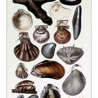Shells: Monomyaria #2 by G.B. Sowerby