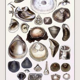 Shells: Monomyaria #3 by G.B. Sowerby