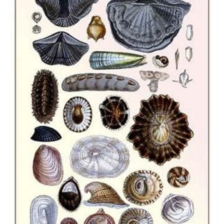 Shells: Monomyaria