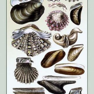 Shells: Monomyaria by G.B. Sowerby