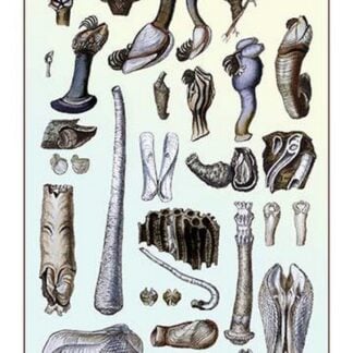 Shells: Pedunculated Cirrepedes and Conchifera Dimyaria by G.B. Sowerby