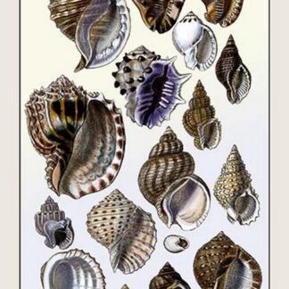 Shells: Purpurifera by G.B. Sowerby