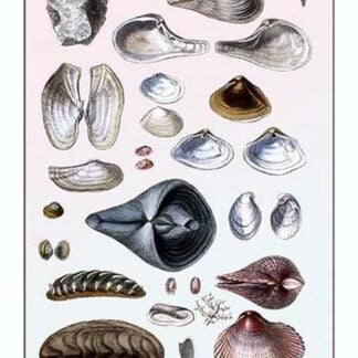 Shells: Sessile Cirripedes by G.B. Sowerby