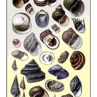 Shells: Trachelipoda #2 by G.B. Sowerby