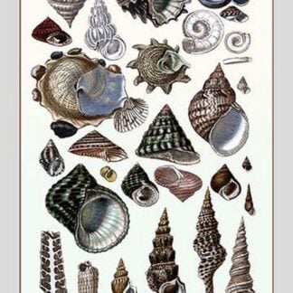 Shells: Trachelipoda #3 by G.B. Sowerby