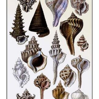Shells: Trachelipoda #4 by G.B. Sowerby