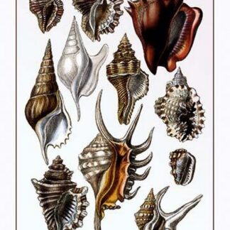 Shells: Trachelipoda #5 by G.B. Sowerby