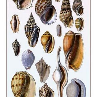 Shells: Trachelipoda #6 by G.B. Sowerby