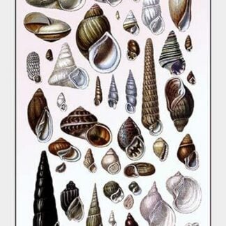 Shells: Trachelipoda by G.B. Sowerby