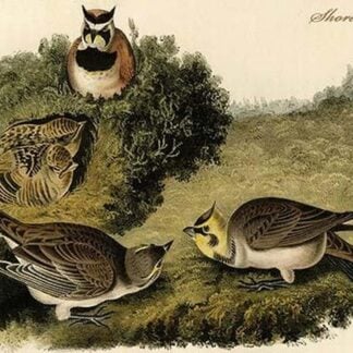 Shore Lark by John James Audubon