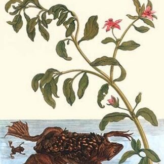 Shoreline Purslane with a Common Surinam Toad by Maria Sibylla Merian