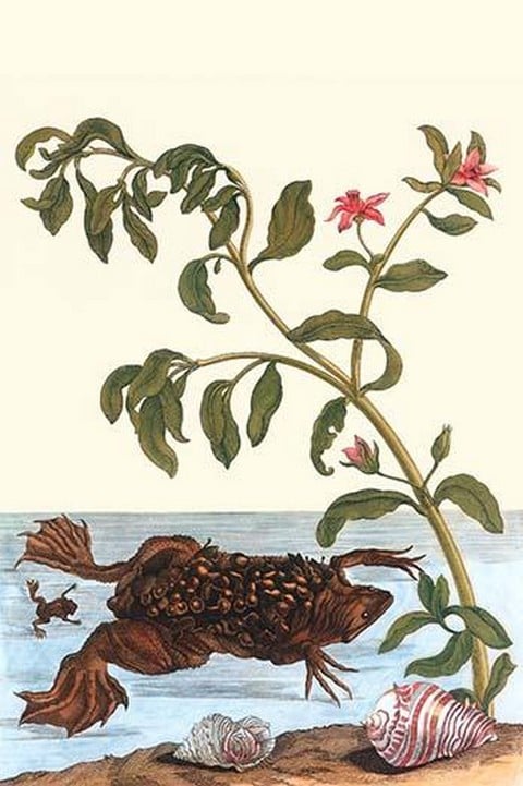 Shoreline Purslane with a Common Surinam Toad by Maria Sibylla Merian