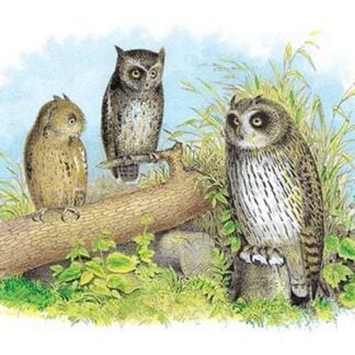 Short-Eared Owl and Screech Owl by Theodore Jasper