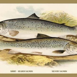 Short-Headed Salmon and Silvery Salmon by A.F. Lydon