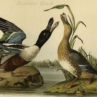 Shoveler Duck by John James Audubon