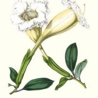 Showy Chalice Vine by Louis Benoit Van Houtte